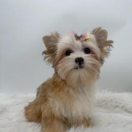 Nyla - Parti female Yorkshire Terrier puppy in Benton, Illinois from Furry Tailz Yorkies