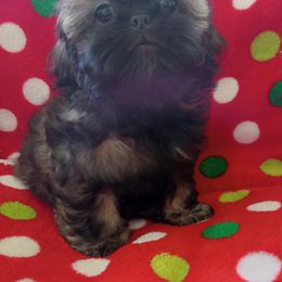 Prince - Red male Shih Tzu puppy in Sulpher Springs, Texas from Pams Precious Shih Tzus