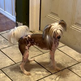 Whisper - Chinese Crested