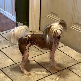 Whisper - Chinese Crested
