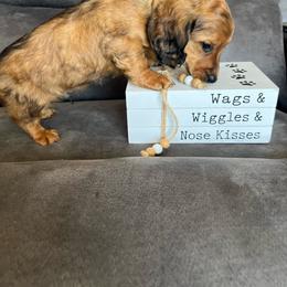 Sammy - Sable male Dachshund puppy in Stuart, Iowa from Johnson Family Paws