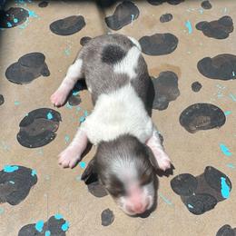 Spot - Dapple male Dachshund puppy in Hawley, Texas from Foxy’s Dachshunds & Toy Aussies