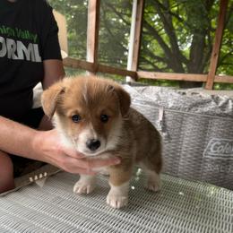 Pink - Red female Pembroke Welsh Corgi puppy in Saylorsburg, Pennsylvania from Dunnideer Farm