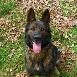 German Shepherds from Varju German Shepherds