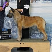 HERA - Belgian Laekenois
