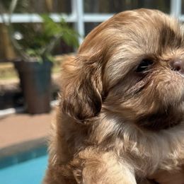 Shih Tzus from Absolute heavenly Shih Tzu’s
