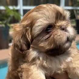 Shih Tzus from Absolute heavenly Shih Tzu’s