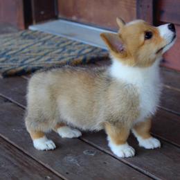 Pembroke Welsh Corgi Puppies from Trixie Dixie