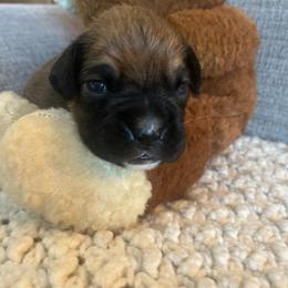 Boy 3 - Fawn male Boxer puppy in Plainwell, Michigan from Hope's Beautiful Boxers