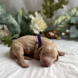 Goldendoodle Puppies from Golden Creek Doodles