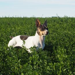 Rockett - Teddy Roosevelt Terrier