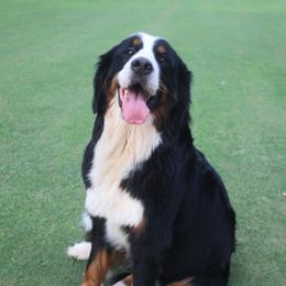 Bernese Mountain Dog Puppies from Dogwood Creek Bernese