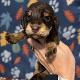 Emily - Chocolate and tan female Dachshund puppy in Onalaska, Texas from Smokey Pines Dachshunds