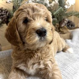 Green - Apricot female Goldendoodle puppy in Newnan, Georgia from Old Line Doodles