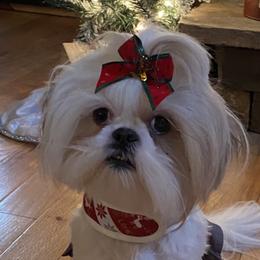 Roxie - Shih Tzu