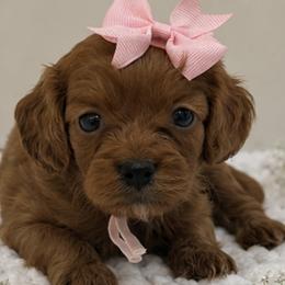 Pink bow - Red female Cavapoo puppy in Waskom, Texas from Pearls & Curls doodles & poodles