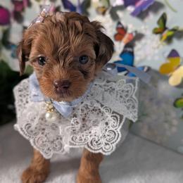 Pink Girl - Merle female Shihpoo puppy in Rockledge, Florida from Stormie's Doodles