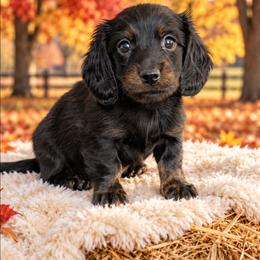 Salem - Black and tan male Dachshund puppy in Fultonville, New York from Sandy Aussies, Mini Dachshunds & Pomeranians