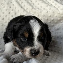 Jess - Black tri-color female Australian Shepherd puppy in Quaker City, Ohio from Wagon Wheel Aussies and Corgi’s