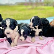Aussiedoodle and Bordoodle Puppies from Dood B Ranch Doodles