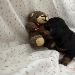 Girl 4 - Black and tan female Dachshund puppy in Paisley, Florida from Pantheon Dachshunds