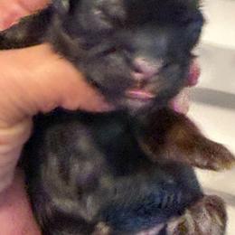 Loki - Black and tan female Shih Tzu puppy in Reddell, Louisiana from TINYSHIHTZUFURU