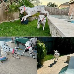 Dalmatian Puppies from Lone Star Dalmatians