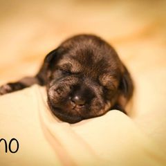 Boy 2 - Standard Schnauzer puppy in Monroe, New York from Arbor Standard Schnauzers