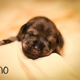 Boy 2 - Standard Schnauzer puppy in Monroe, New York from Arbor Standard Schnauzers