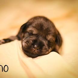 Boy 2 - Standard Schnauzer puppy in Monroe, New York from Arbor Standard Schnauzers