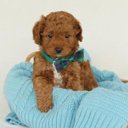 Milo - Red male Cavapoo puppy in Lititz, Pennsylvania from Hounds and Doodles
