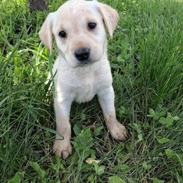 Girl 2 - Yellow female Labrador Retriever puppy in Potosi, Wisconsin from Point and Flush Gun Dogs