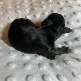 Boy 1 - Black male Dachshund puppy in Vinton, Iowa from Lerch Family Dachshunds