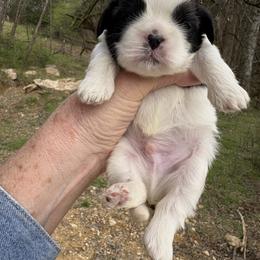 Girl 2 - Black gold and silver female Shih Tzu puppy in Dunlap, Tennessee from Beards of Glory