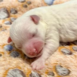Bentley boy 3 (ghost) - White and buff male Bichon Frise puppy in Lavon, Texas from Sissy’s Heavenly Paws