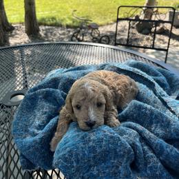 Cavapoo Puppies from Montana Cavapoo