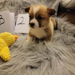 Boy 2 - Red male Pembroke Welsh Corgi puppy in Poplar, Wisconsin from Tshandra Corgis