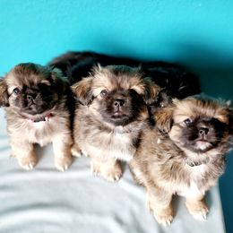 Tibetan Spaniel Puppies from Trillium Tibetan Spaniels