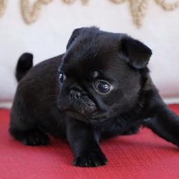 Eddie - Black male Pug puppy in Winnsboro, Texas from Southern pugs