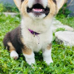 Michael Collins (Mickey) - Black and white female American Corgi puppy in Cocoa, Florida from Cascadian Space Coast Corgis LLC