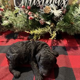 Ace - Black male Goldendoodle puppy in Decatur, Texas from 4F Farms