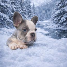 French Bulldog Puppies from Glacier French Bulldogs of Montana