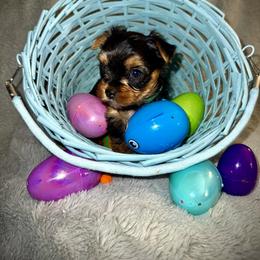 Yorkshire Terrier Puppies from Sundays Yorkies