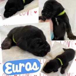 Euros - Brindle male Great Dane puppy in Wellsville, New York from Prophecy Danes