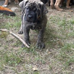 Boerboel Puppies from Josef Okunas