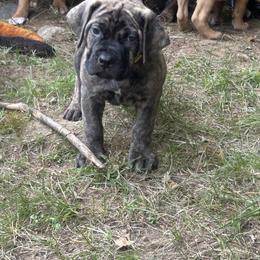 Boerboel Puppies from Josef Okunas