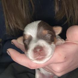 D2 - Chocolate, tan and white male Yorkshire Terrier puppy in Walker, Louisiana from Precious Yorkies