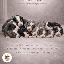 Girl 1 - female Bernedoodle puppy in Canton, Georgia from Teddy Puppies