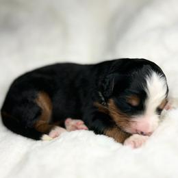 Simba - Tri-color male Bernedoodle puppy in Sugarcreek, Ohio from Cuddly Companion Doodles