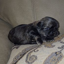 RAVEN - Black and tan female Shih Tzu puppy in Los Banos And Bay Area, California from Shantii's Shih Tzu's